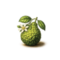 Bergamot