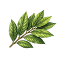 Bay Leaf 