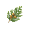 Cedar 