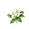 Jasmine