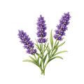 Lavender