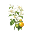 Orange Blossom 