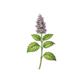 Patchouli