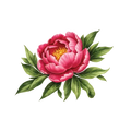 Pink Peony 