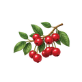 Red berries