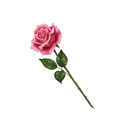 Rose Absolute